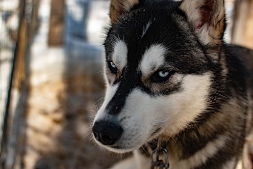 A close-up of a Siberian Husky with striking blue eyes and a black and white coat. The dog appears to be outdoors, with a chain around its neck, suggesting it might be in a fenced area.