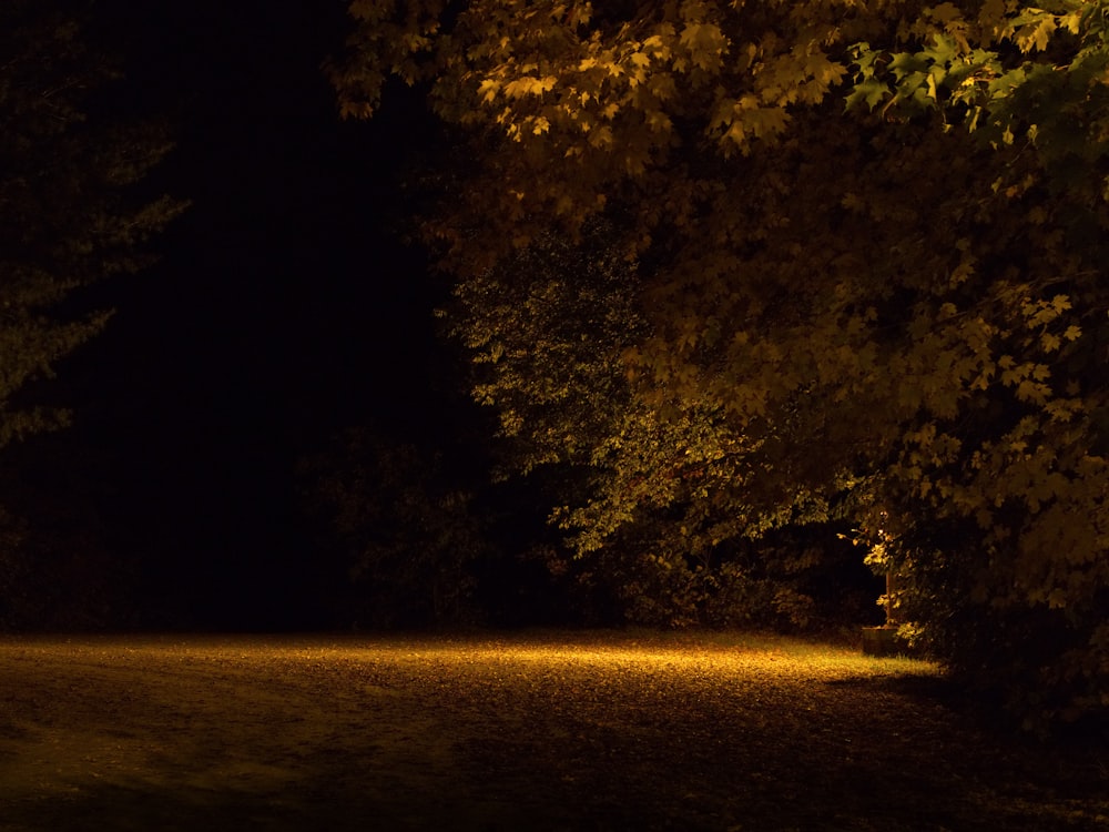 trees beside post light