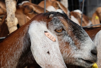 A close-up of a goat with a brown and white coat, displaying a prominent ear tag numbered 420. The goat's features, including its eye and textured fur, are clearly visible, and other goats can be seen in the background within a fenced area.