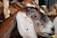 A close-up of a goat with a brown and white coat, displaying a prominent ear tag numbered 420. The goat's features, including its eye and textured fur, are clearly visible, and other goats can be seen in the background within a fenced area.