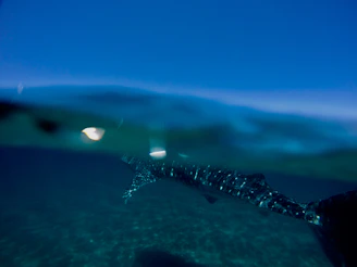 A dramatic underwater scene with giant sea creatures from Beast of Bermuda.