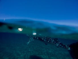 A dark underwater scene featuring a large fish or marine animal partially submerged beneath the water's surface. The creature's textured and patterned skin is slightly visible against the deep blue background of the ocean. The surface of the water creates a blurred line, distorting the view between underwater and above.