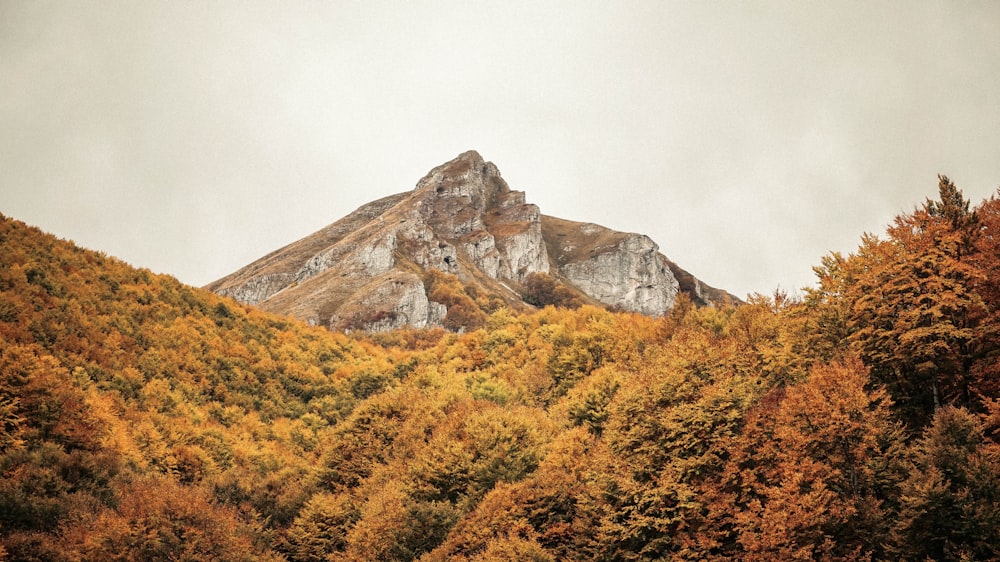 montagne entourée d’arbres