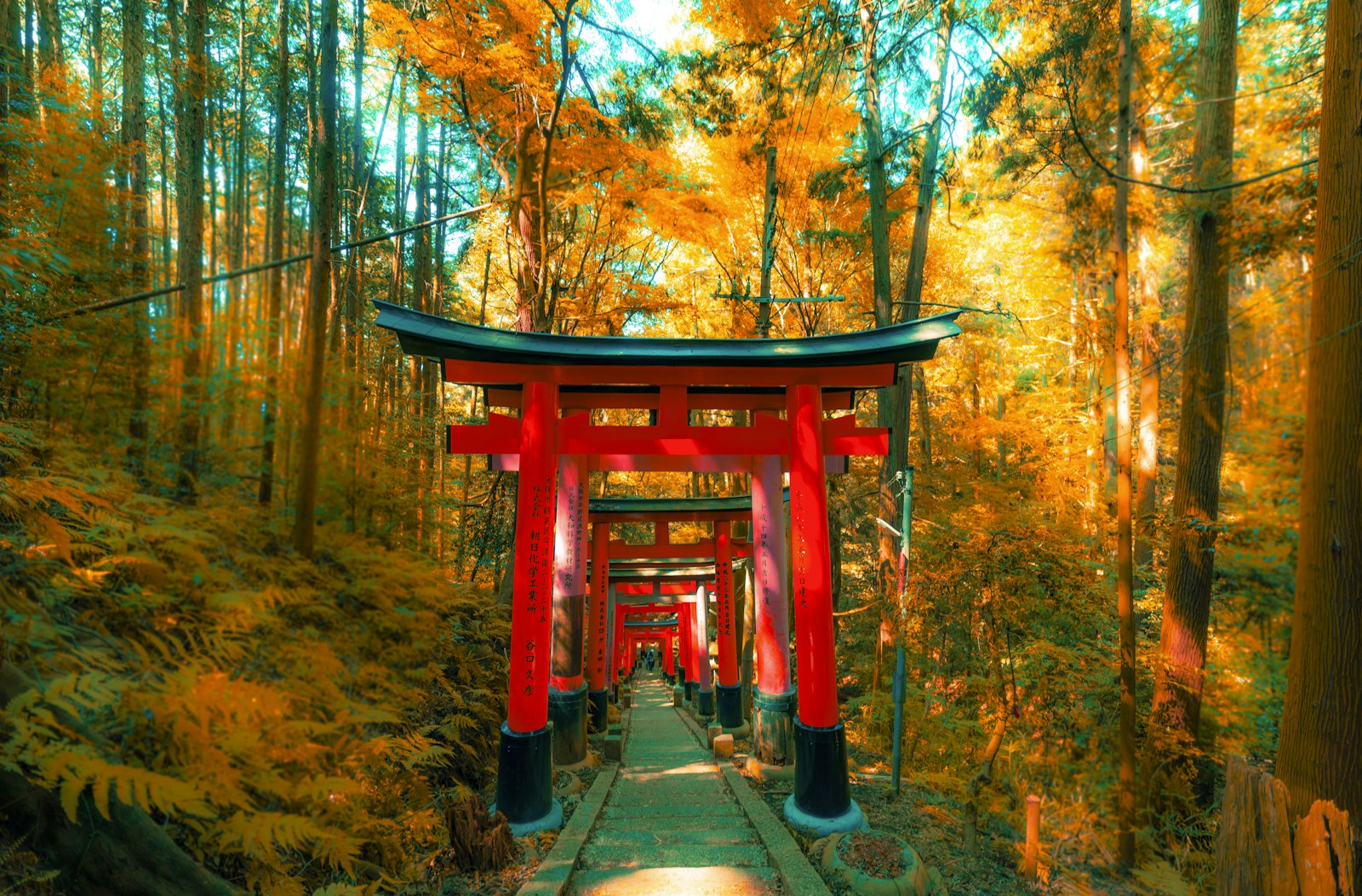 Fushimi Inari torii gates tunnel Kyoto Japan