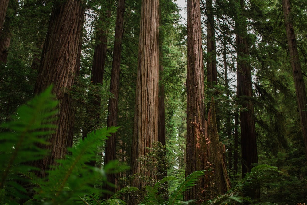 green leafed trees photo