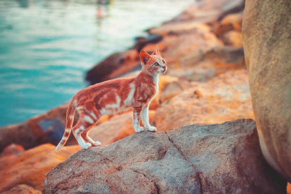 orange and white cat on stone during daytime