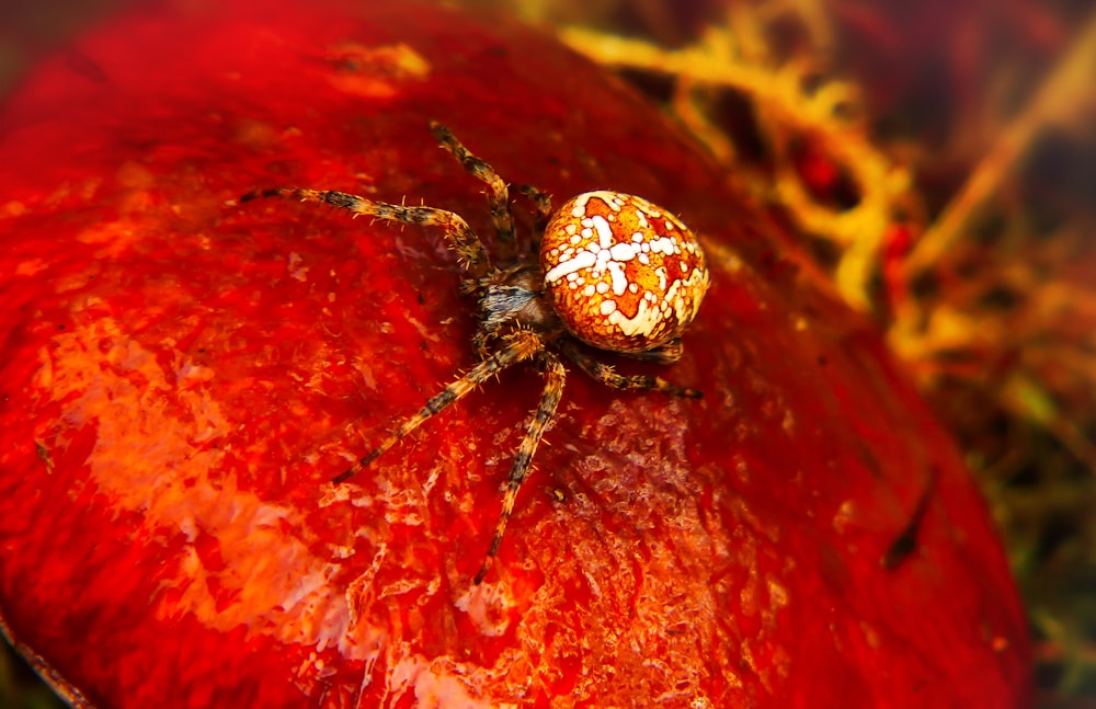 brown and white spider