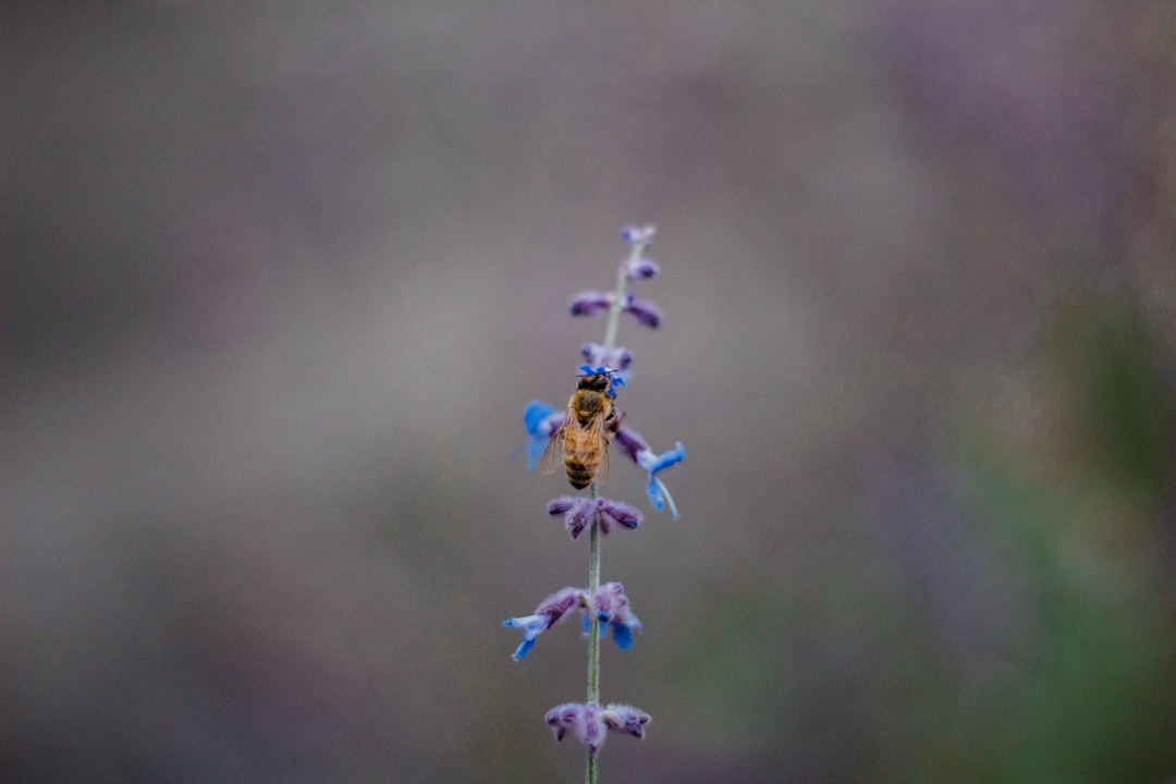 selective focus photography of wasp on lavender