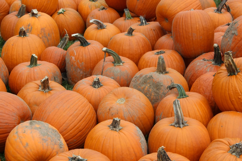 pile of orange round pumpkins