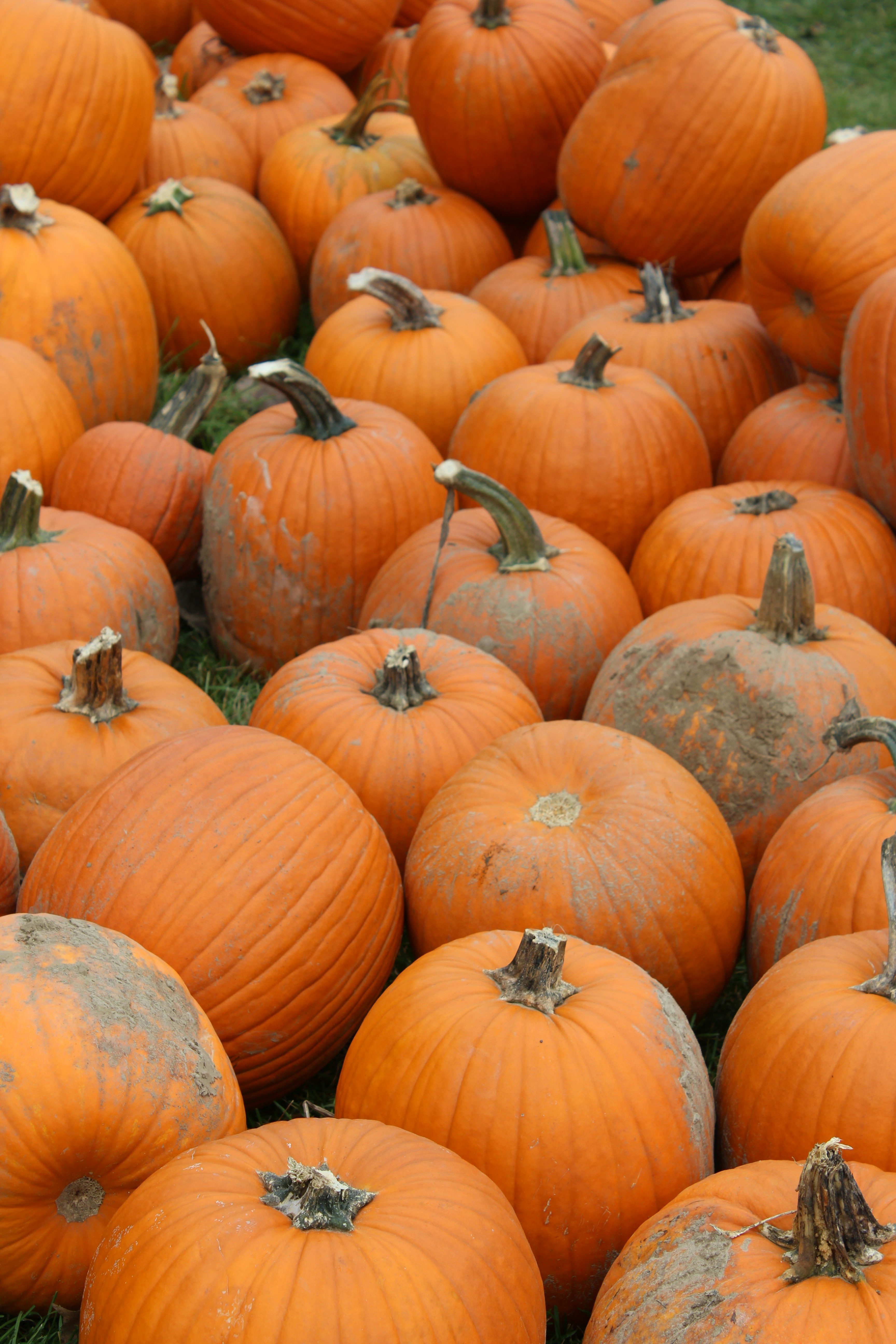 Photo by hollydeckert