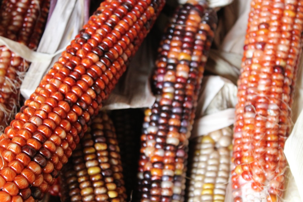 pile of brown and purple colored corns