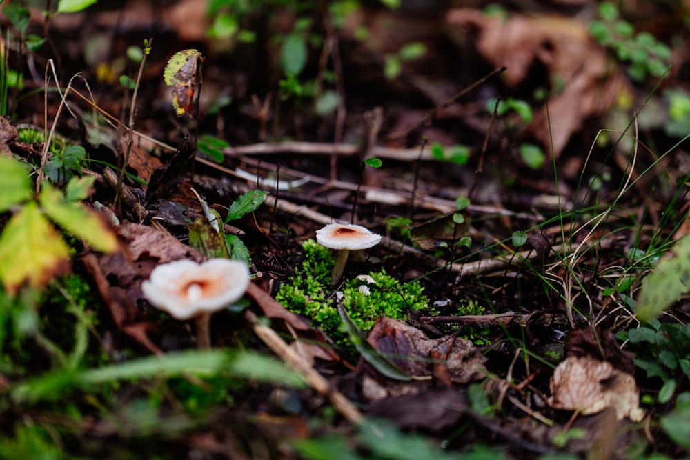 two white mushroom sprouting on ground