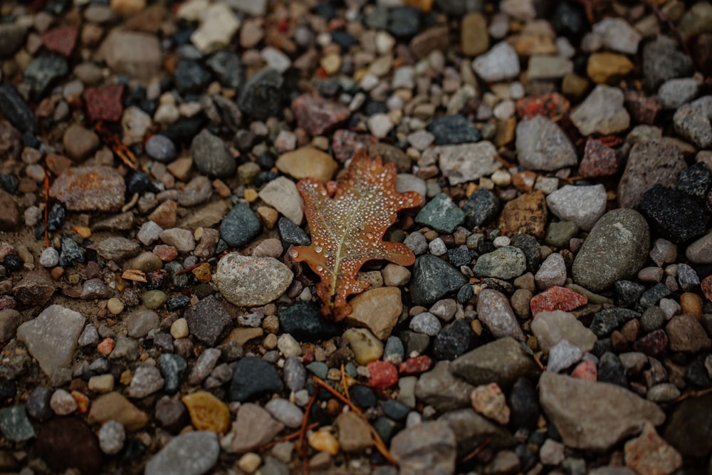 brown and gray leaf on assorted color and size stones