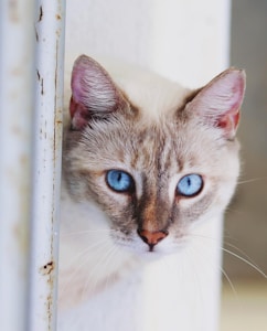 white and brown blue-eyed cat by the white metal frame