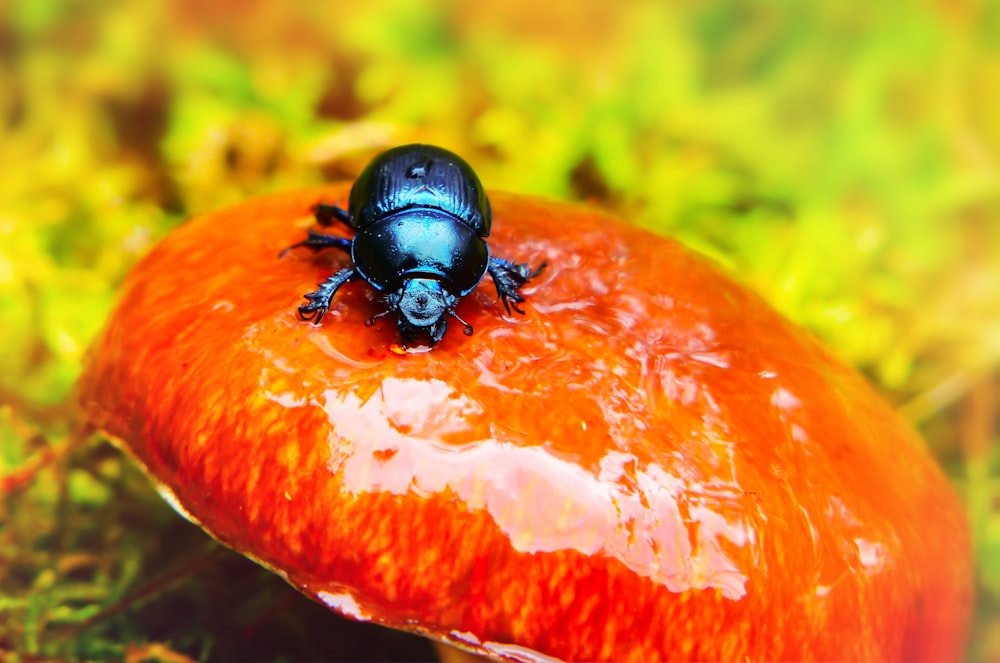 black beetle on round orange mushroom