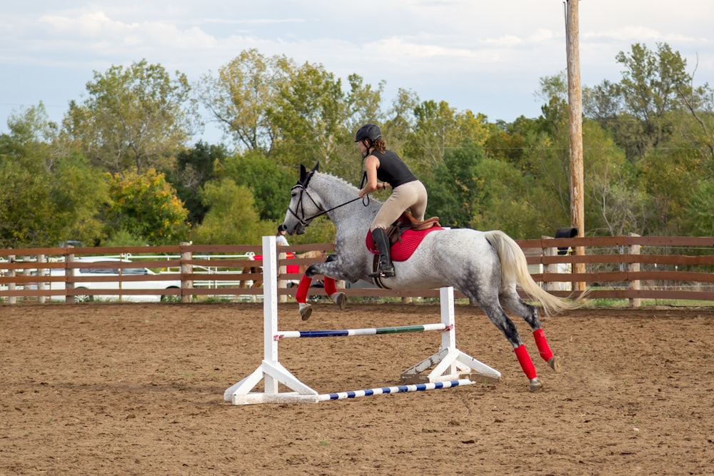 gray horse with equestrian