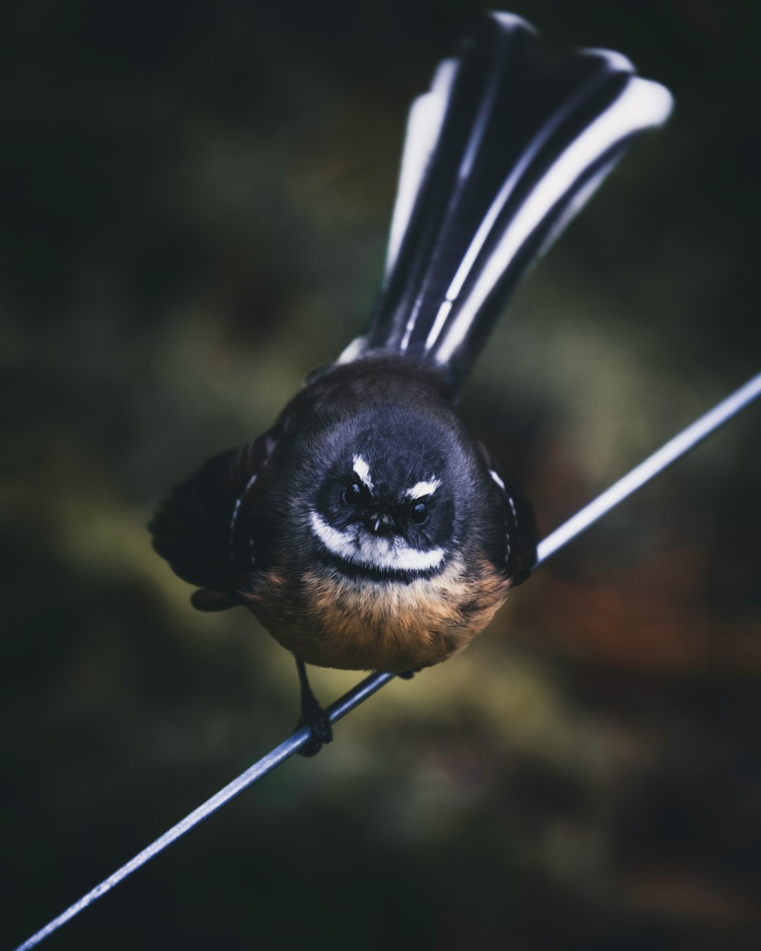 black and brown small beaked bird on white wire