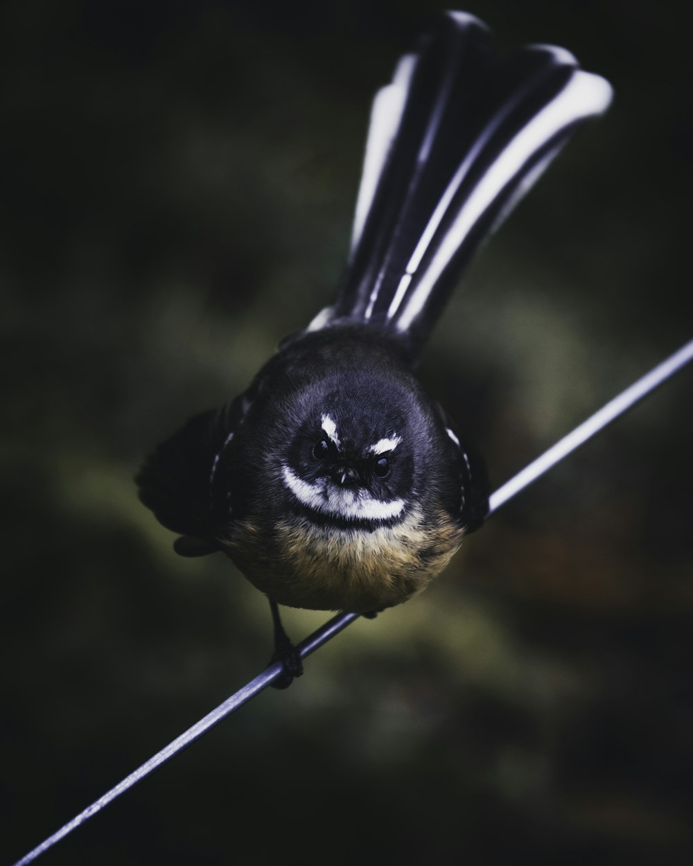 Piccolo uccello dal becco nero e marrone su filo bianco