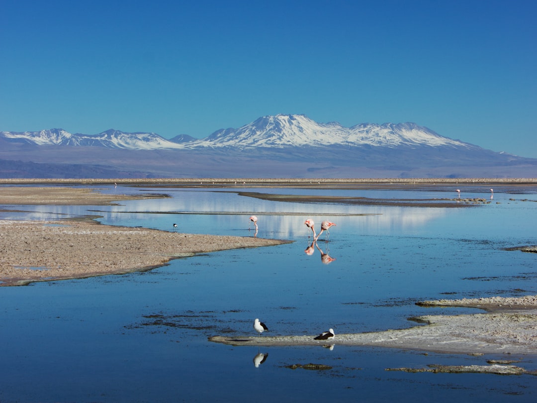 photo of Salar de Atacama Lagoon near Atacama
