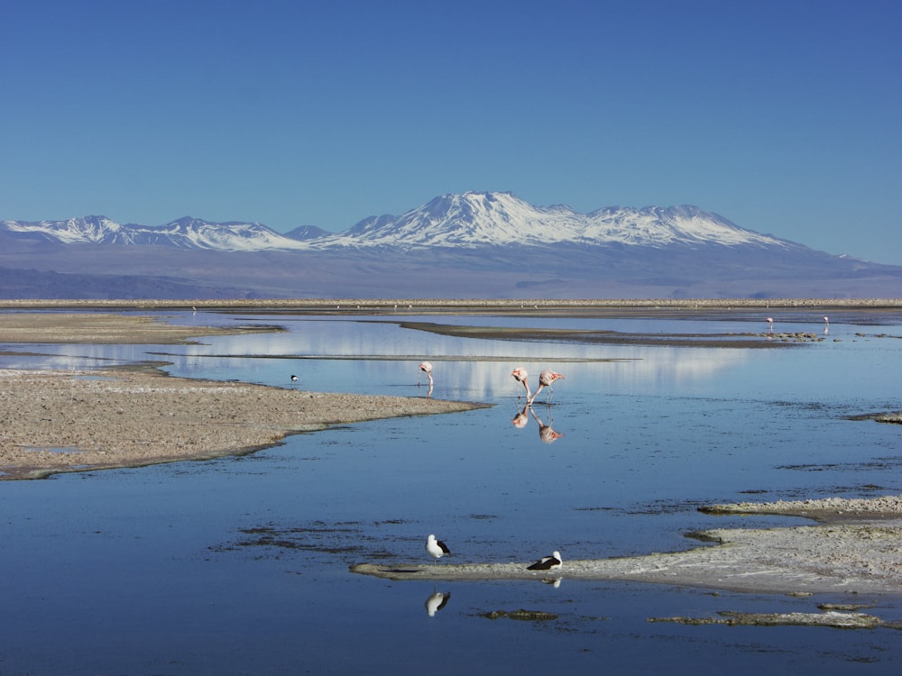 landscape of a lake and mountain range