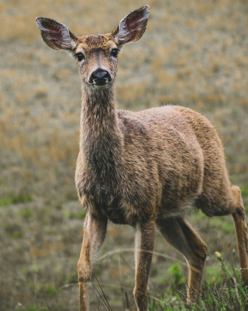 one brown deer on brown field
