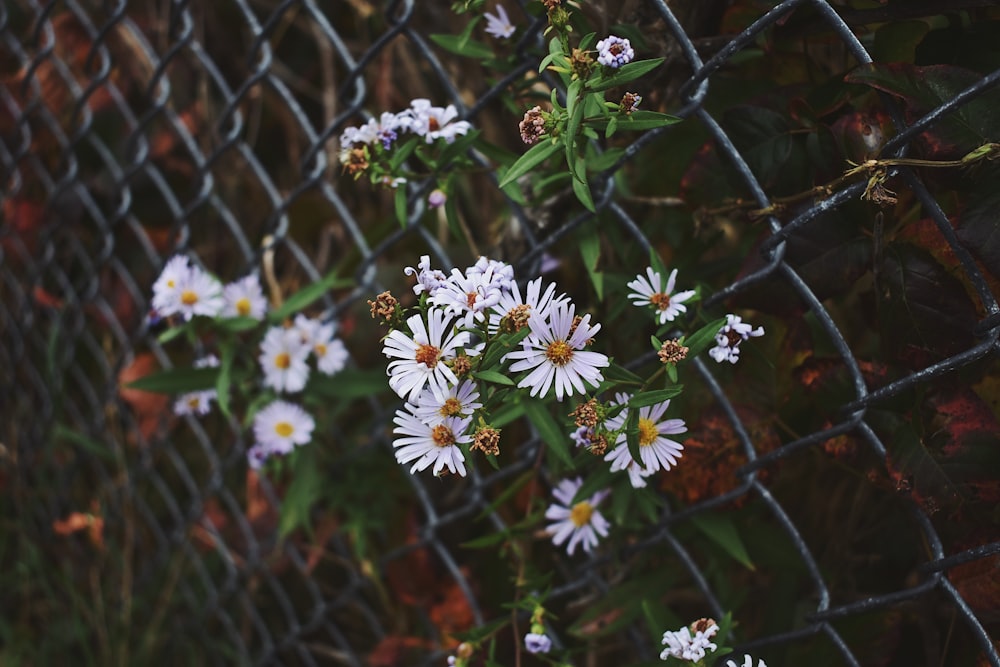 灰色のステンレス鋼リンクフェンスの近くに咲く白と黄色のデイジーの花