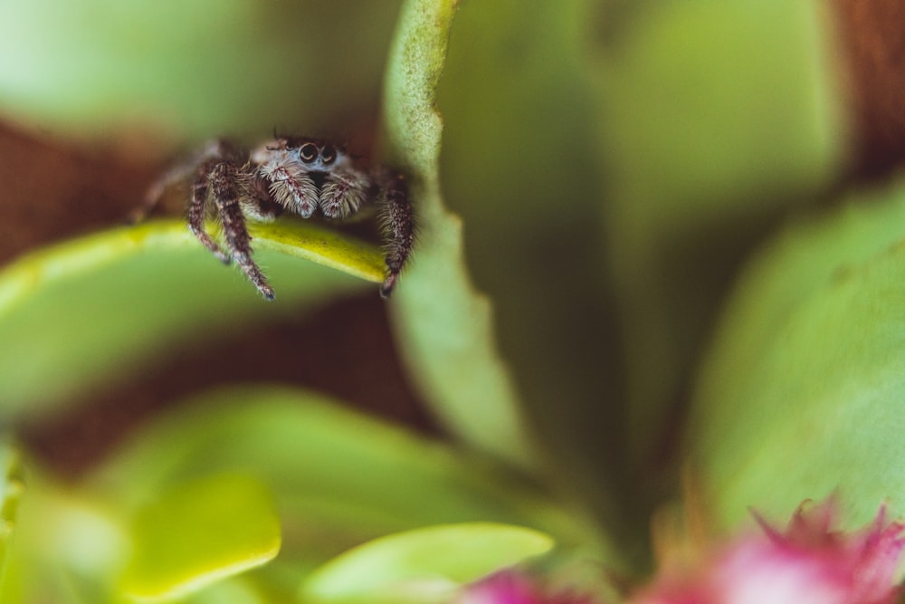 brown tarantula on green leaf