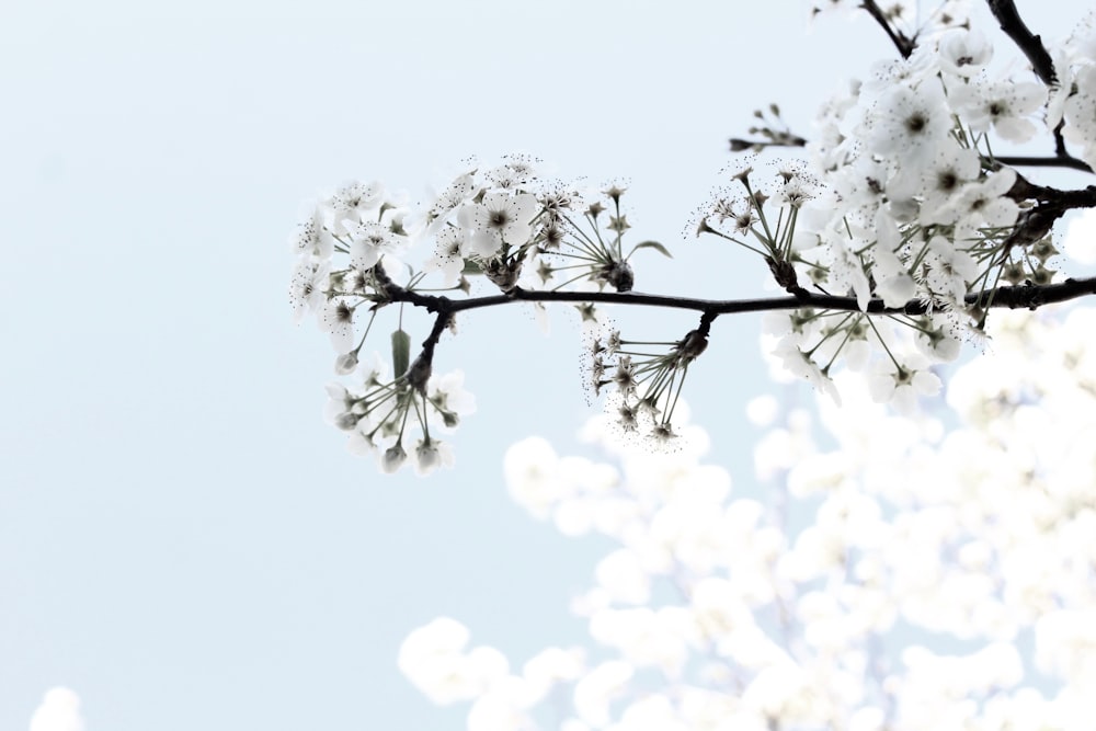 white cherry blossoms