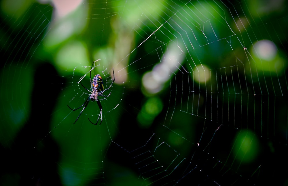 aranha na teia de aranha