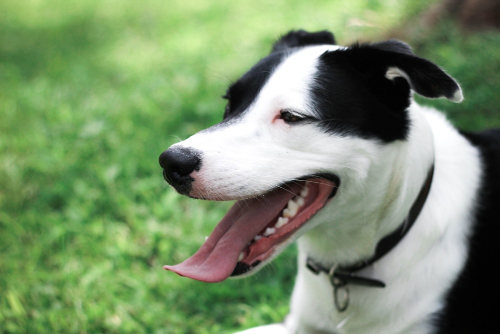 black and white domestic dog