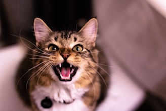 brown tabby cat