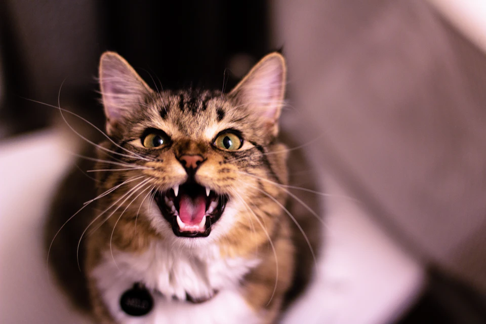 A brown and white cat is sitting on a white surface, its mouth open wide with its teeth showing. The cat's eyes are focused directly at the camera, giving it an intense gaze. A black collar can be seen around the cat's neck, adding to its distinctive appearance.