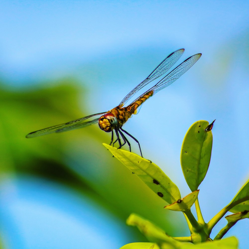 yellow and black dragonfly perching on green leaf plant