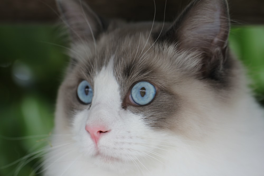 close view of blue eyed cat