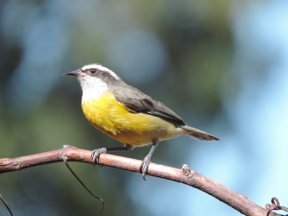 white, gray and yellow bird