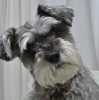 A Schnauzer dog with a grey and white coat is gazing inquisitively with its head slightly tilted. The background is a neutral light color, and the dog is wearing a red collar.