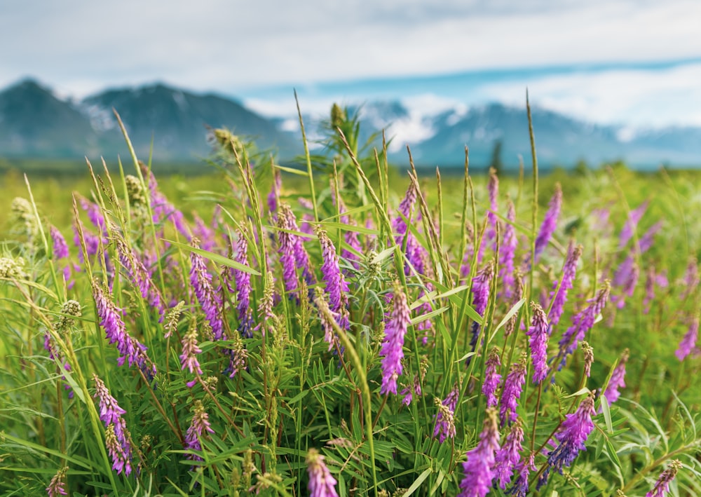 Photo de mise au point peu profonde de fleurs violettes