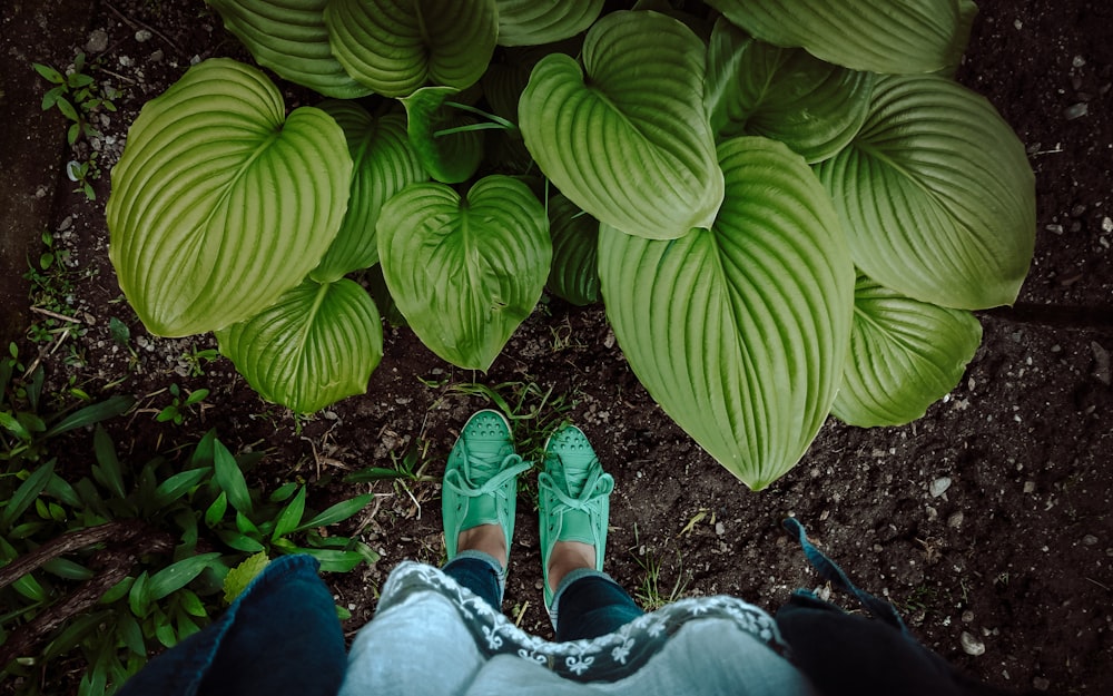 person facing green plant