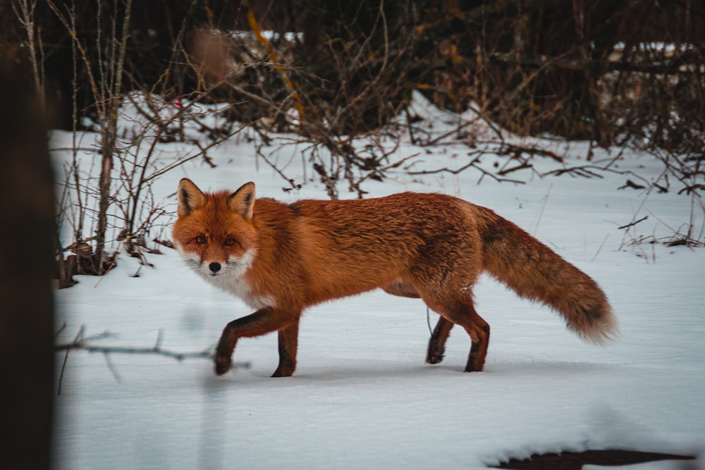 brown fox on snow