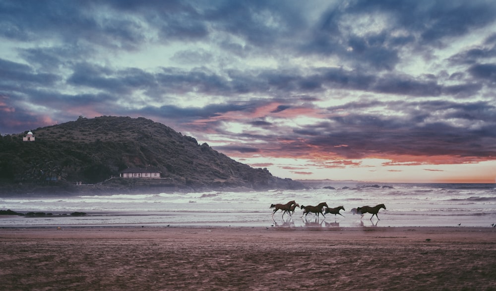 quatro cavalos negros perto do mar durante o dia