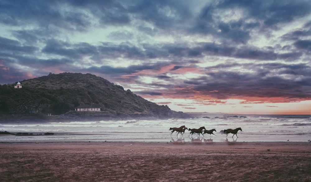 Four dark horses near the sea
