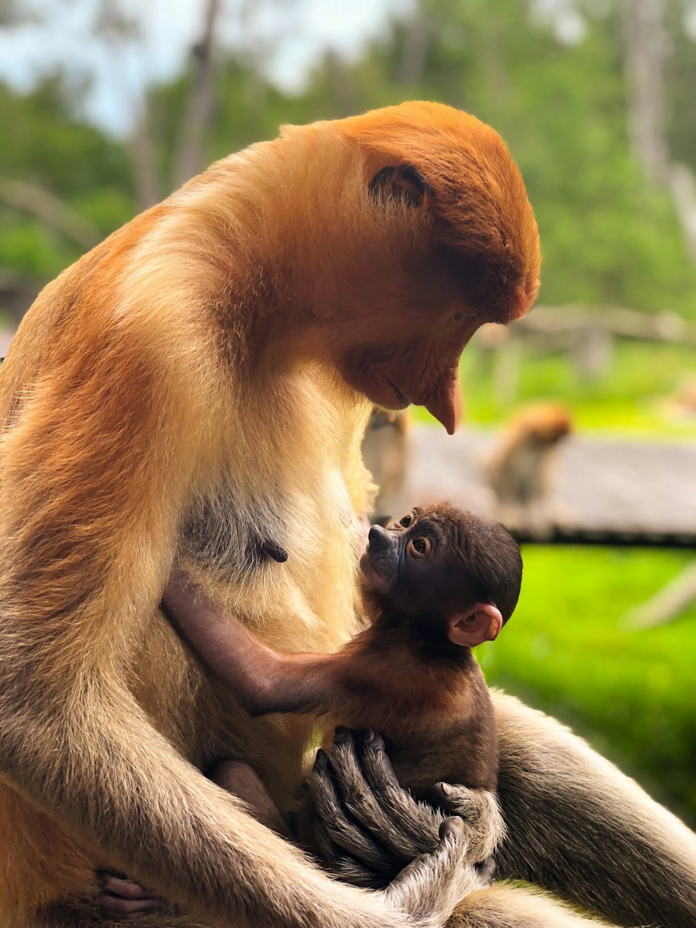 brown primate with baby