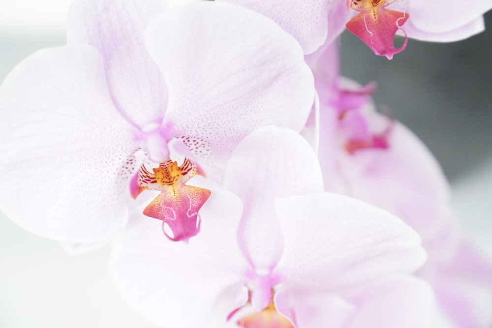 white and pink orchids