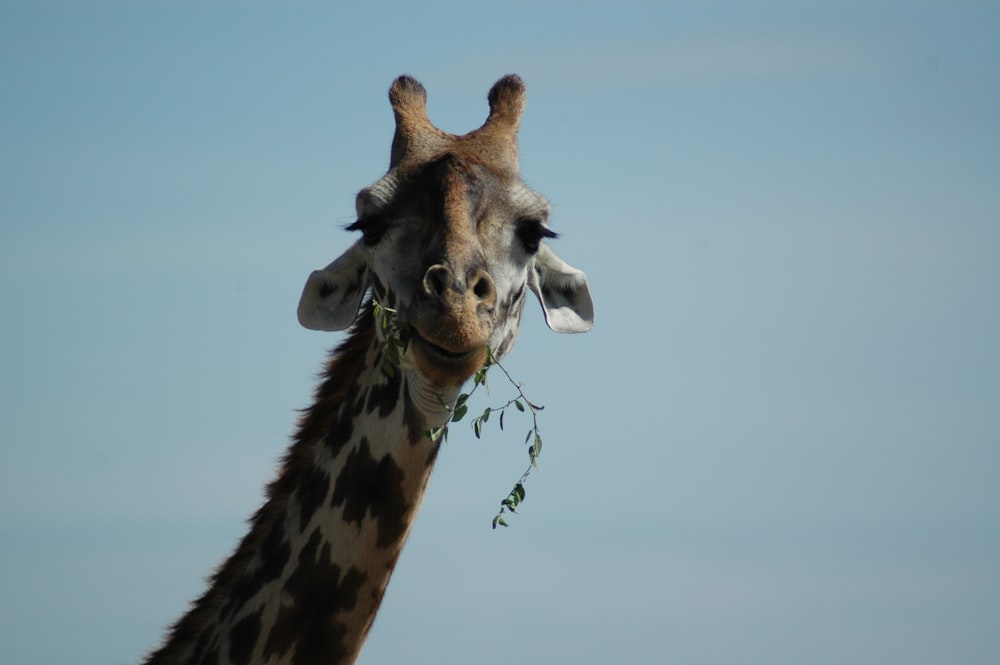 Selektive Farbfotografie der braunen Giraffe