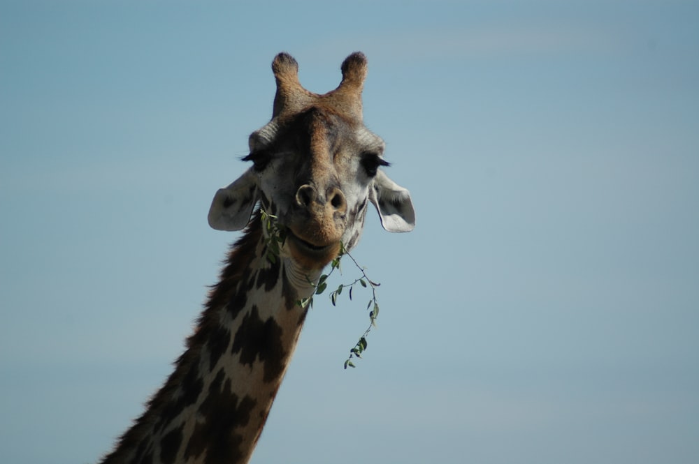 fotografia colorida seletiva de girafa marrom