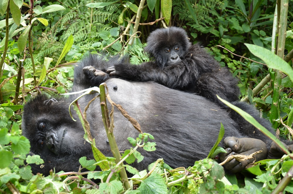 two black primates on grass
