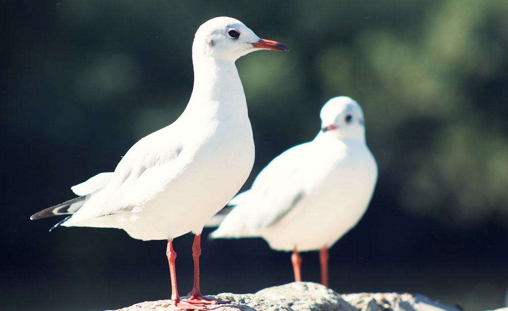 two white seagulls during daytime