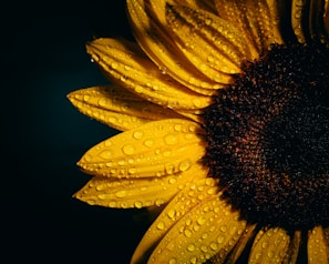focus photography of sunflower