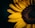 focus photography of sunflower