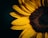 focus photography of sunflower
